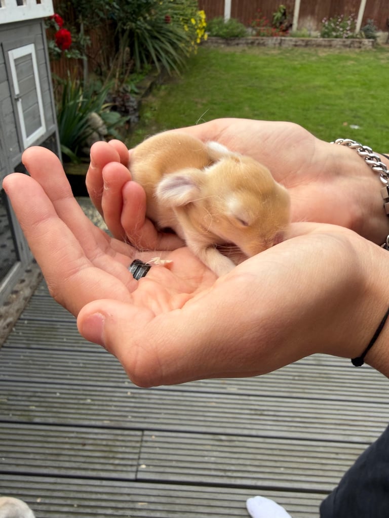 Baby bunnies for sale 