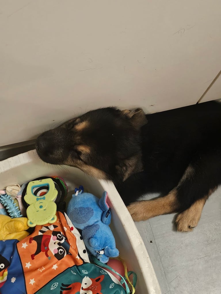 German Shepherds Boy