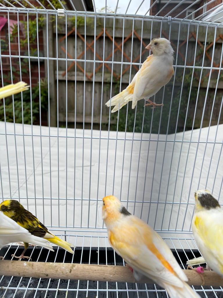 Bright & Beautiful Canaries,  This Year’s Young - £25