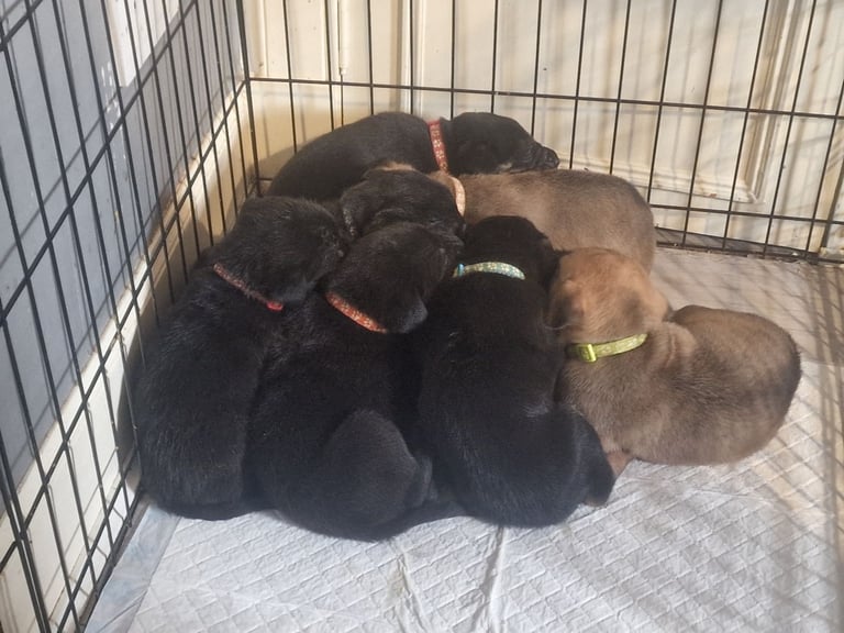 Belgian Sheppard x Staffy / French Mastiff Puppies x8
