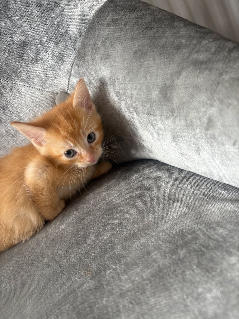 3 kittens for sale