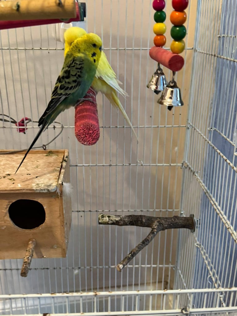 image for Two Budgies, cage and feeder