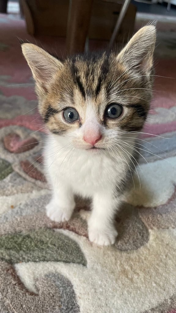 4 Sweet tempered kittens looking for loving homes