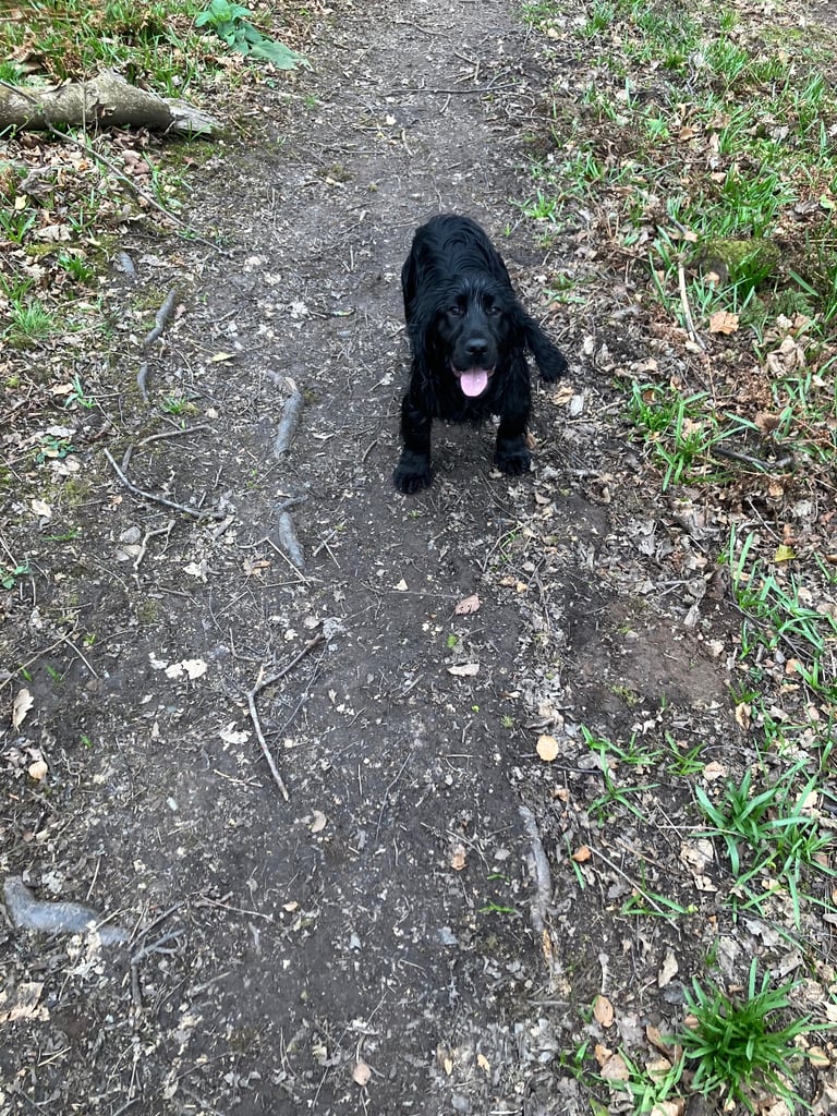2 x Male 9 month Pedigree Cocker Spaniel pups, fully vaccinated & microchipped 