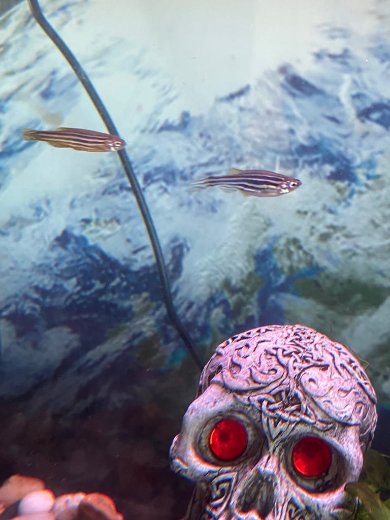 Aquarium with fish