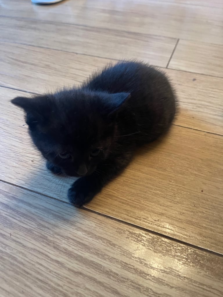 Kittens 🐈‍⬛ 🐱 for sale