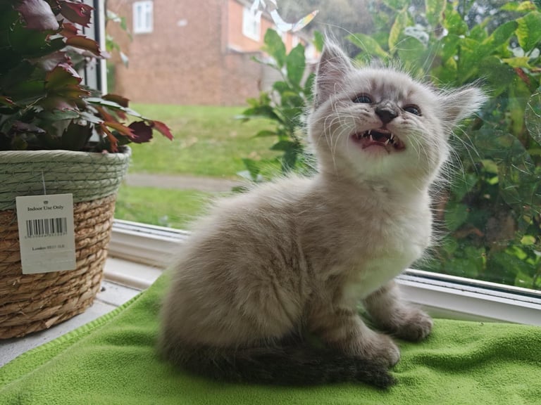 Ragdoll/Siamese Beautifull Kitten 