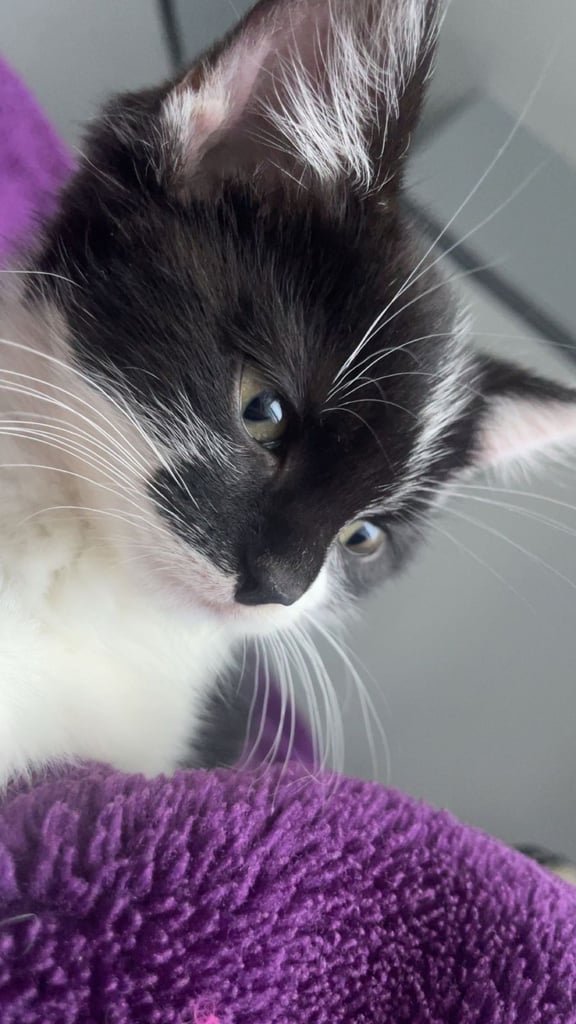 Kitten