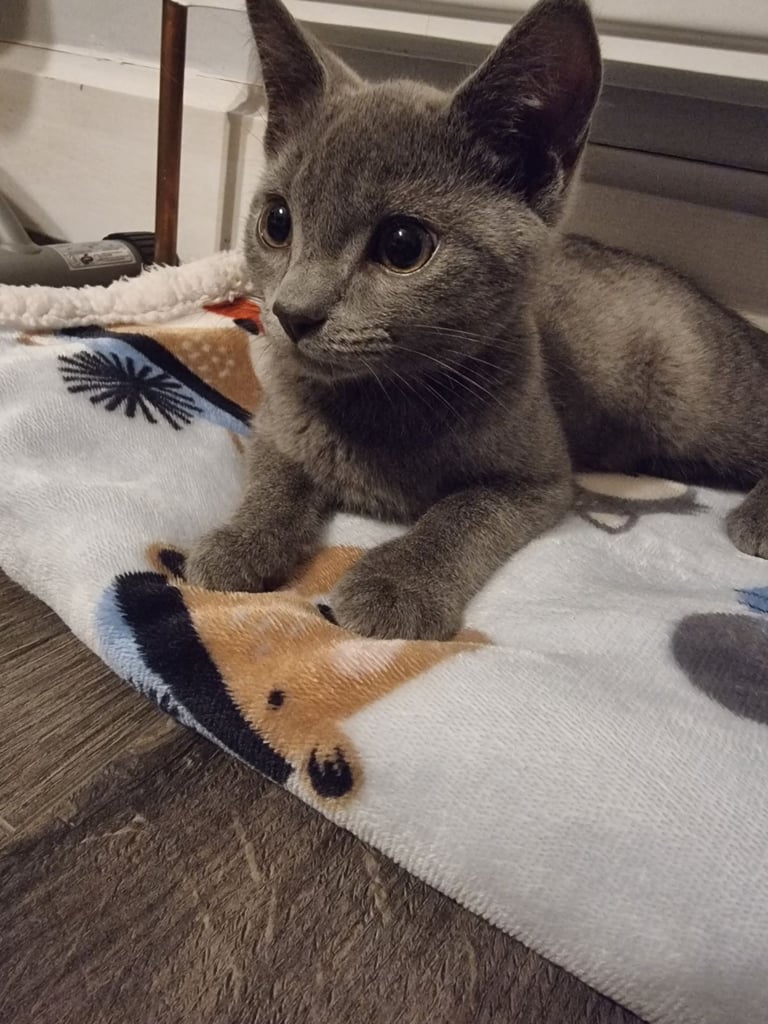 Russian Blue cat 