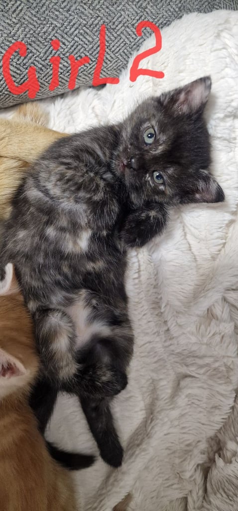 2 ginger boys and 2 mix girls