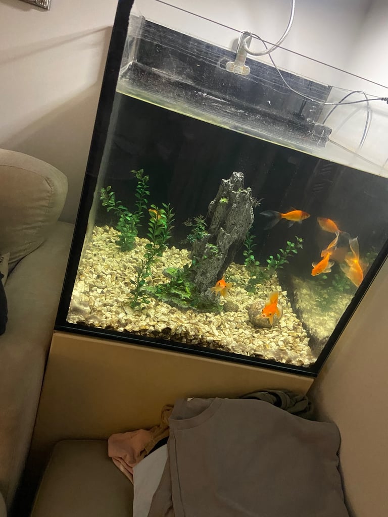 image for 200 litre tank and 5 fish 