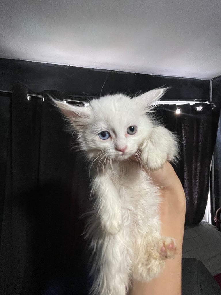 Turkish angora 4 girls 1 boy