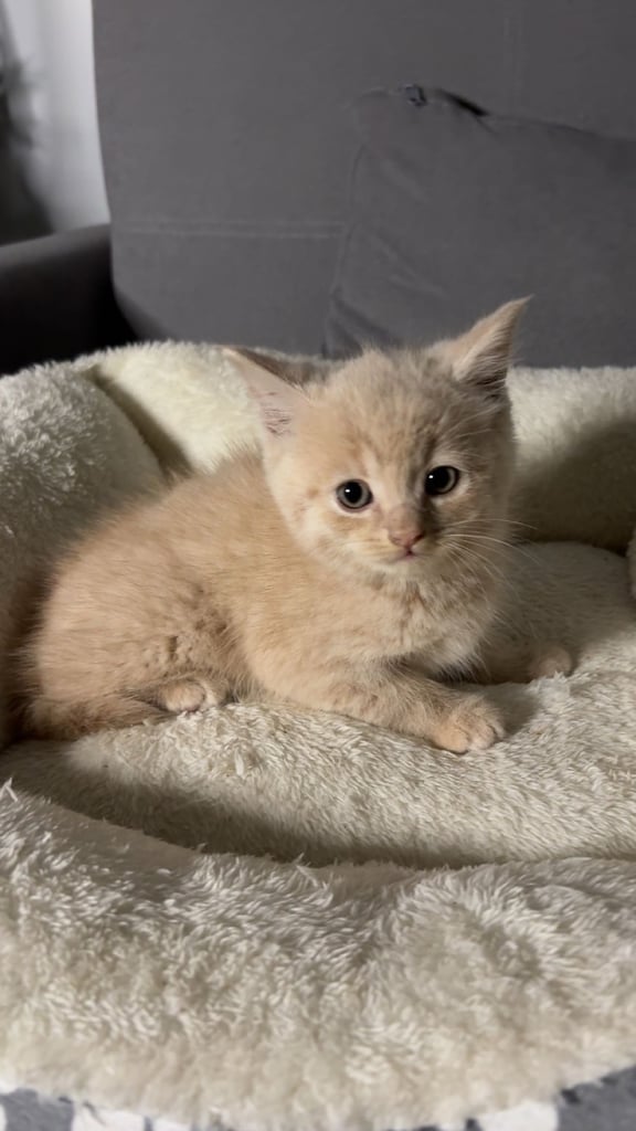 😸 Adorable 8-Week-Old British Shorthair x Russian Blue – Ready for a Loving Home! 🏡