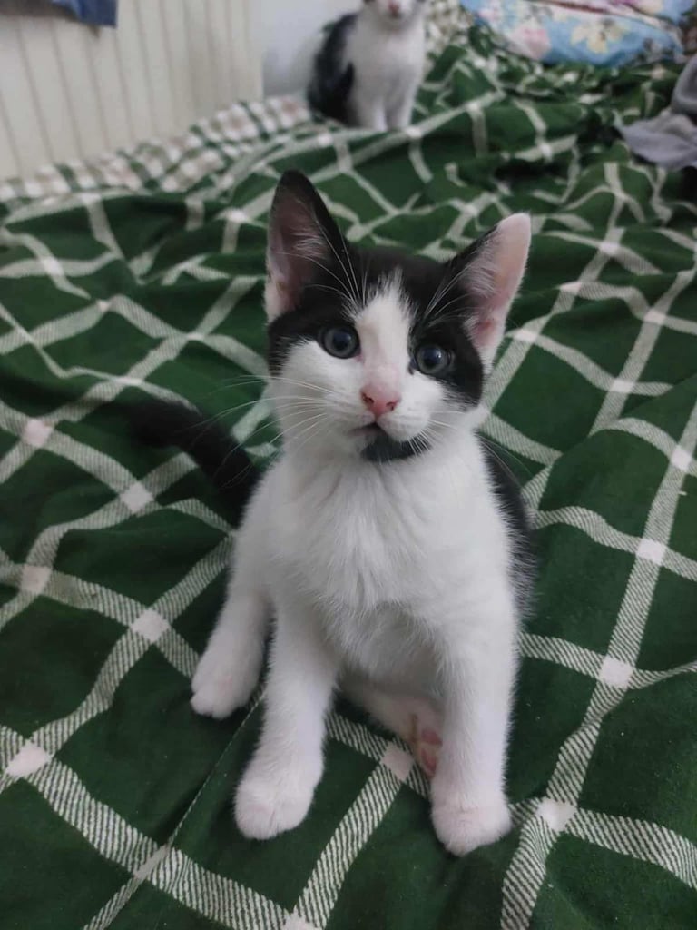 Kittens 