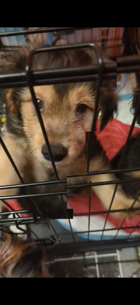 image for Yorkshire terrier, jack Russell, spaniel cross pups