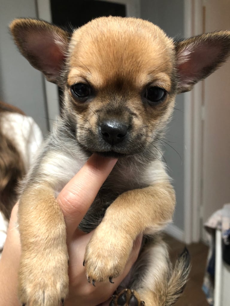Chihuahua 