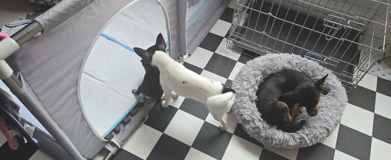 Chihuahua Puppies