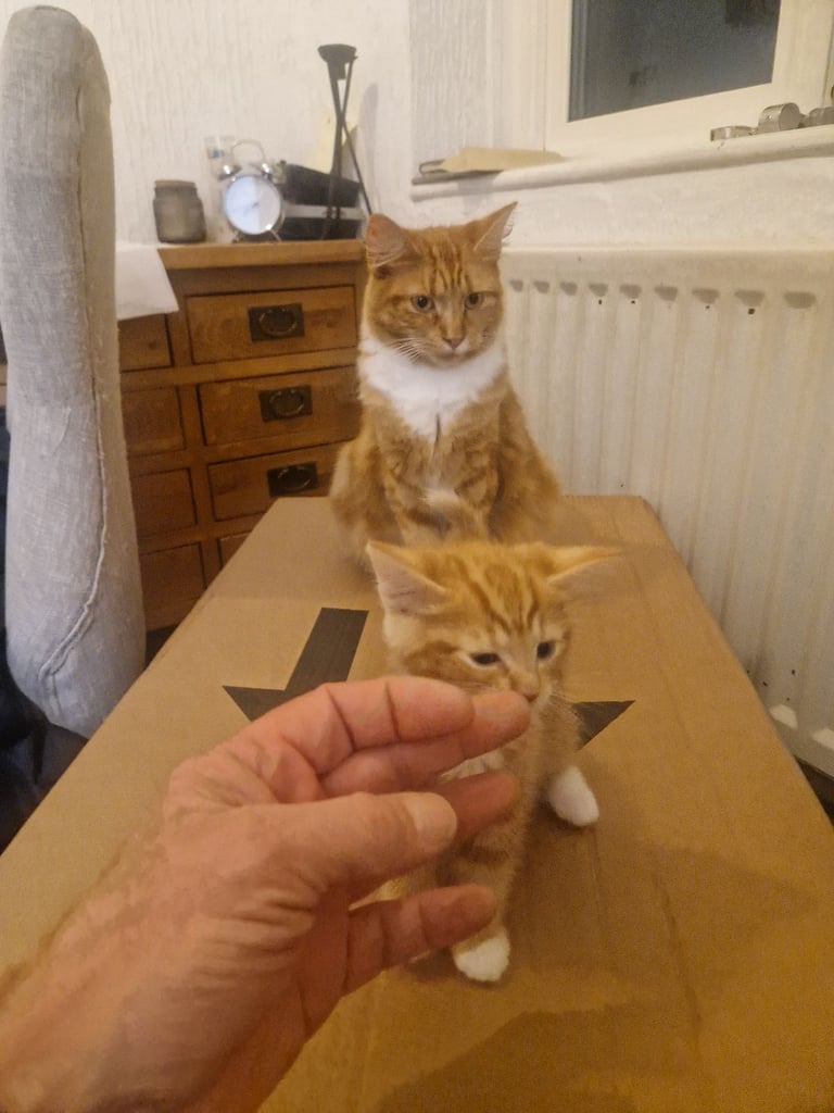 Siberian cross kittens