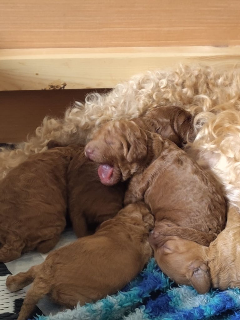 *Final two Cockapoo Puppies for Sale | Ready to take home now!
