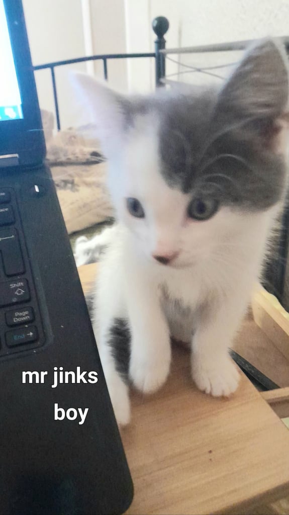  Bi colour white and blue kittens siamese/british shorthair/mix