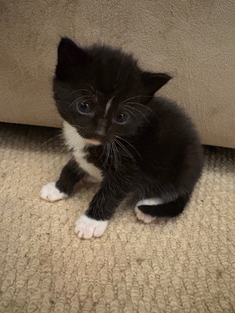 Kittens For Sale. Born, 08/09