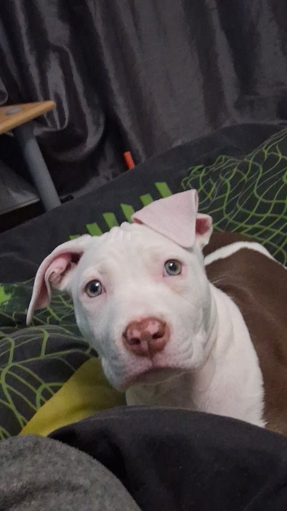 12 week old american bulldog