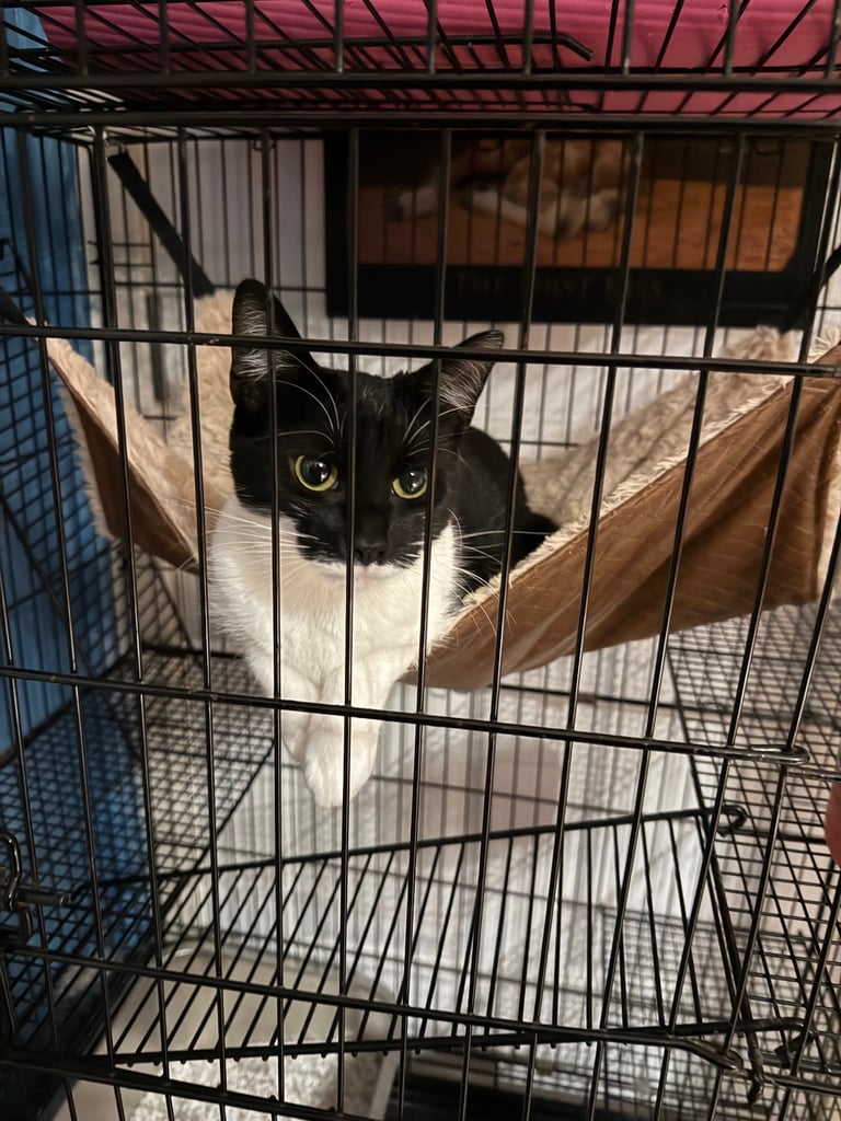 Tuxedo Cute cat for a good home due to travel