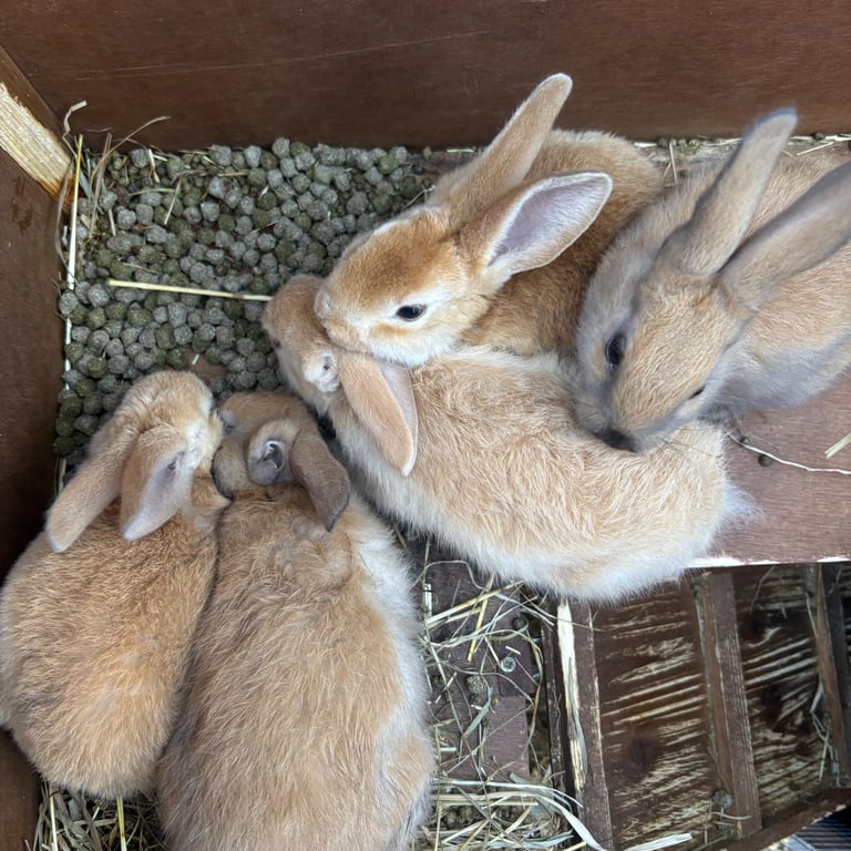 Beautiful baby bunnies 
