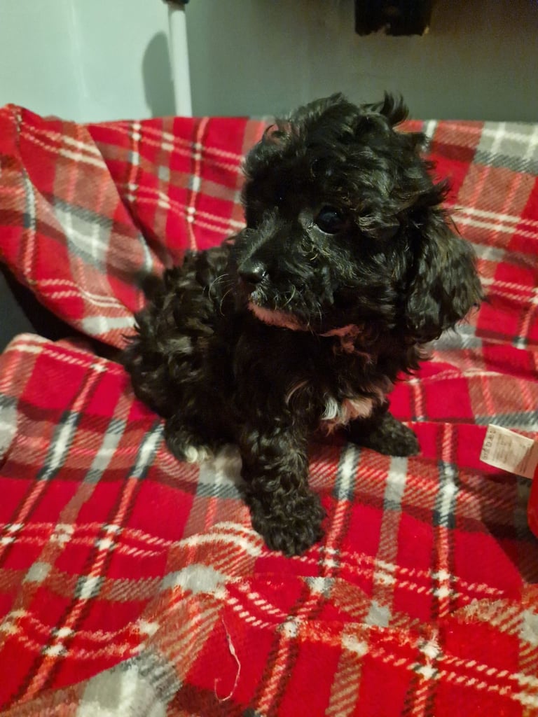 6 ADORABLE Teddy Shihpoos 