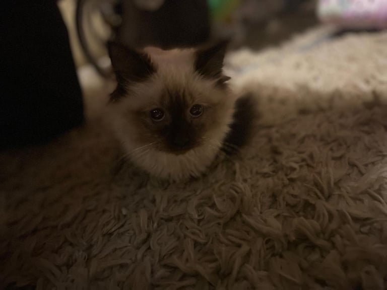 Ragdoll cross siamese 