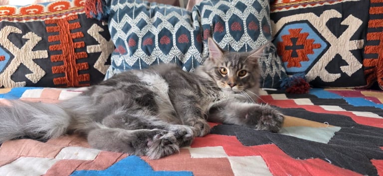 image for Maine Coon kittens all male 