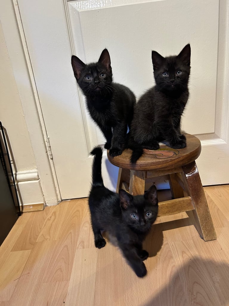 Kittens for sale  £50