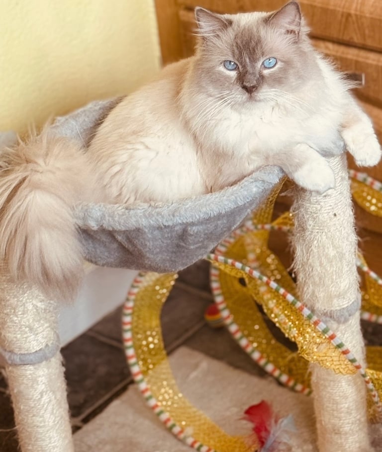Ragdoll kittens for sale 4 boys left 