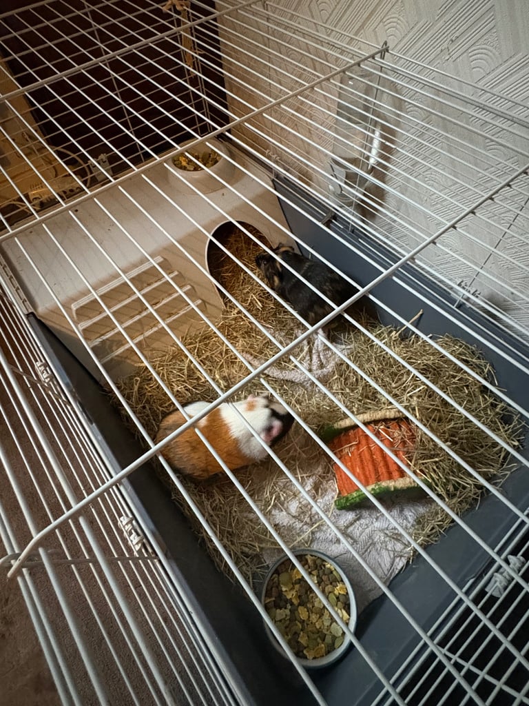 Guinea pigs for sale 