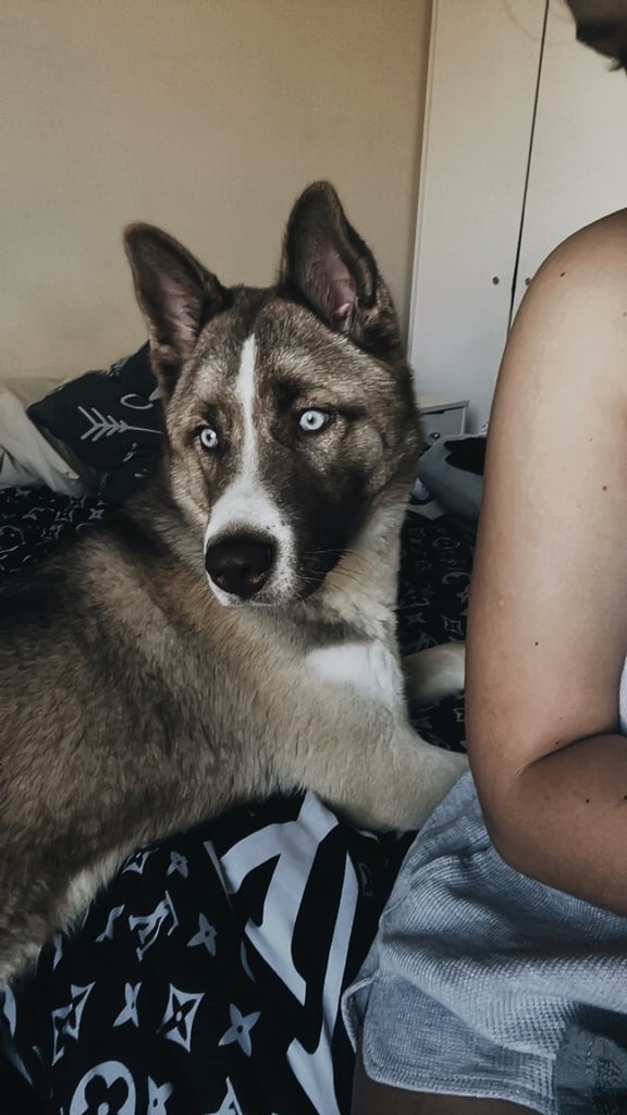 Husky x Akita huskita 