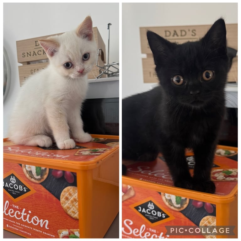 Pure British Shorthair kittens only 2 left 