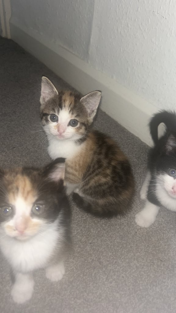 Kittens for sale