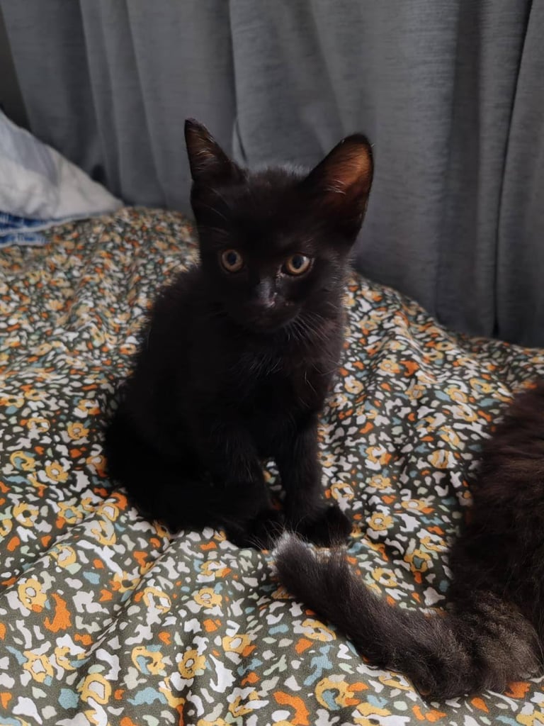 image for Kitten for sale - 7 weeks old (Male, Black)