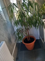 image for House plant