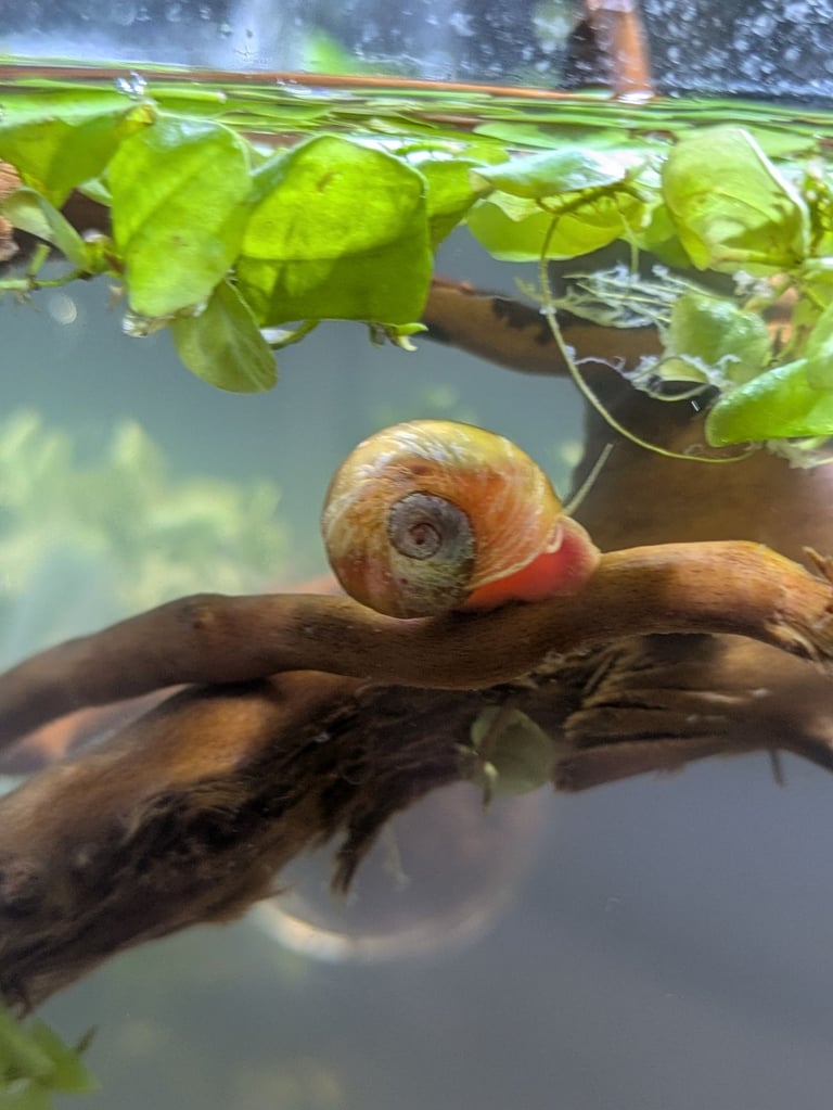 Ramshorn snails (free or for loose change)