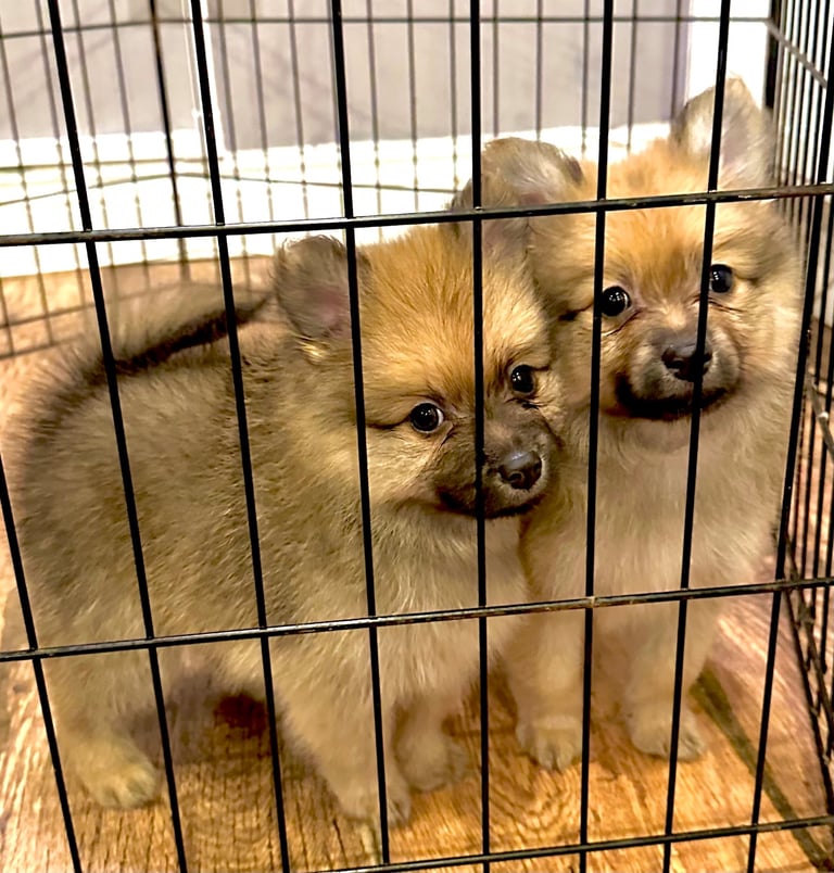  Beautiful  Pomeranian puppies sells 