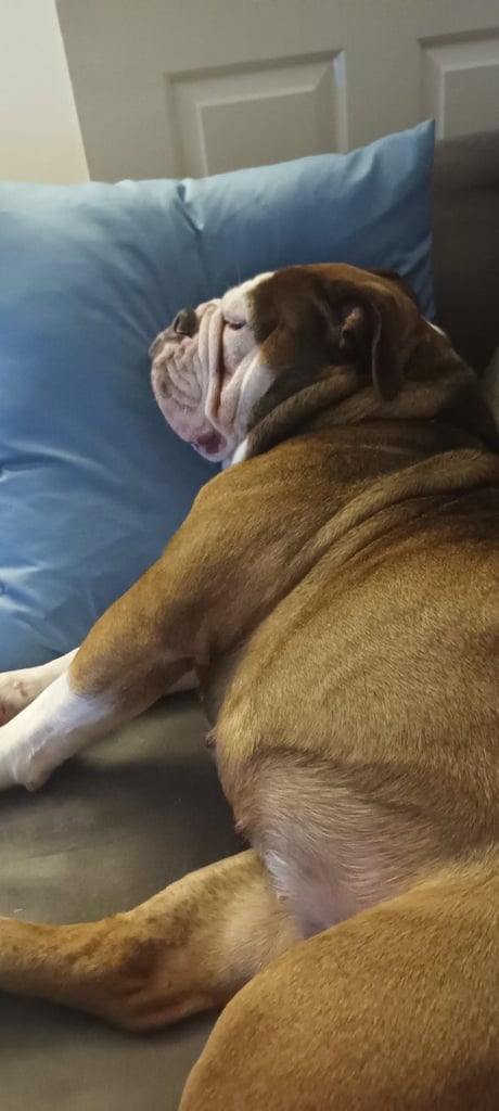 image for Old tyme bulldog ( Dorset)