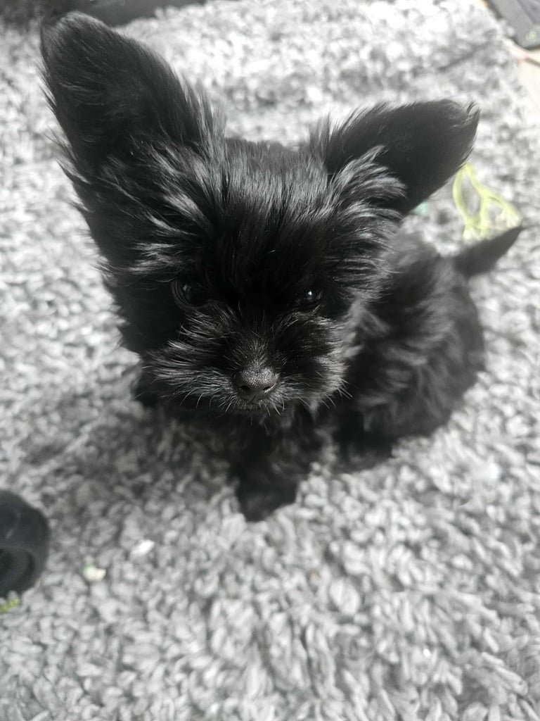 Yorkshire Terrier Black boys Ready now