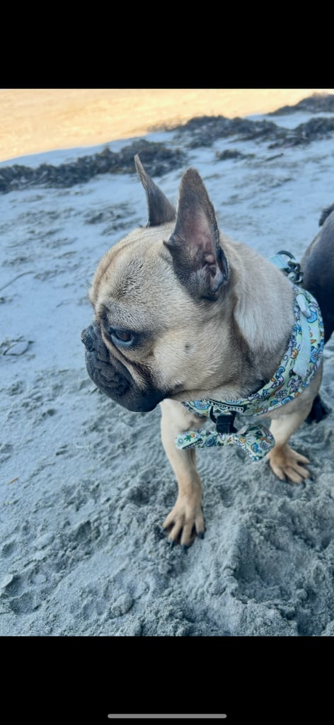 image for French bulldog for rehoming