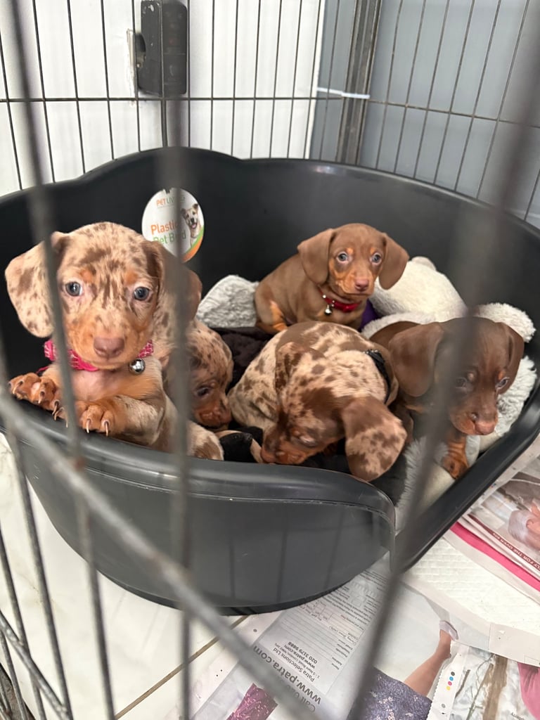 ONLY TWO LEFT ❤️❤️…….Beautiful litter of dachshund puppies 