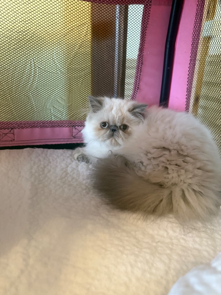 💗 Beautiful Persian Kittens 💗