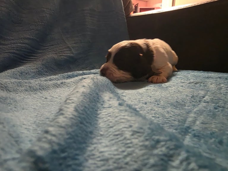 Springer spaniel pups 