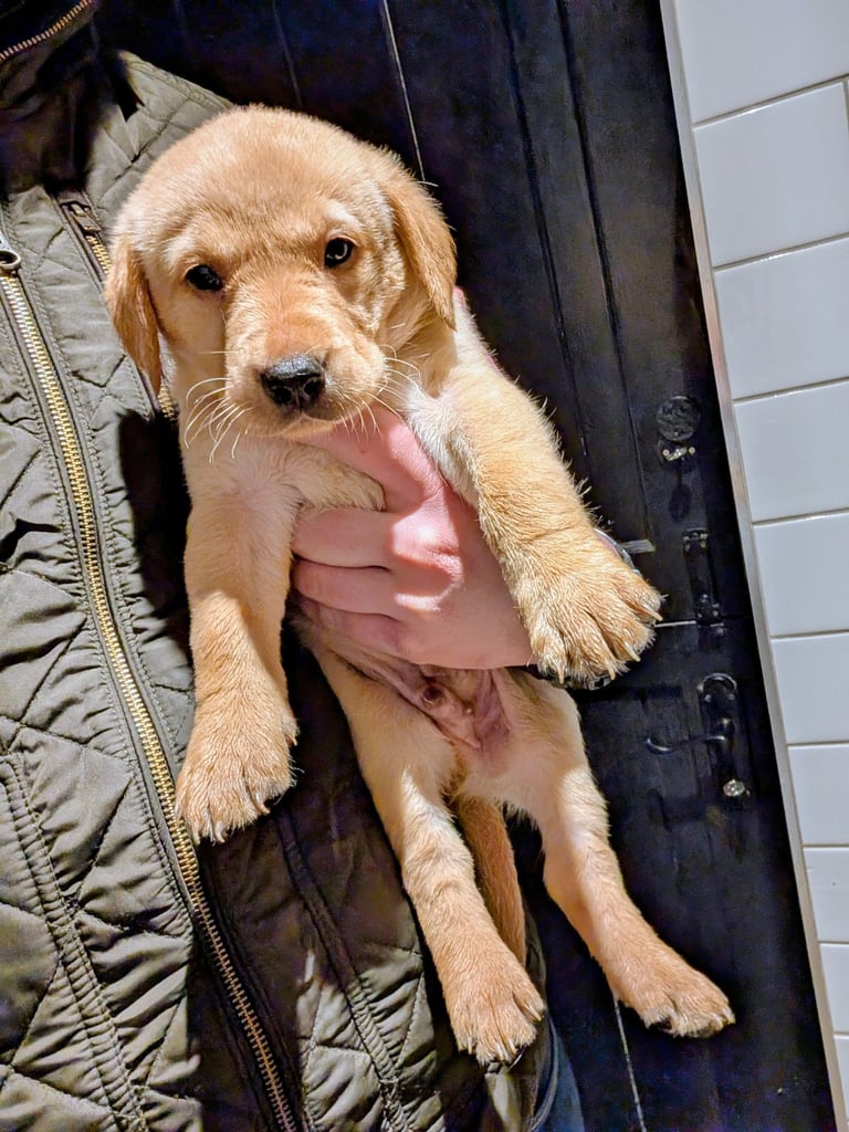 Outstanding Labrador Pupies For sale