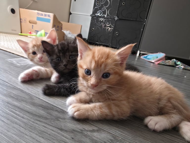 🐾 Beautiful Kittens – Tabby x Neva Masquerade – Ready Mid November! 🐾