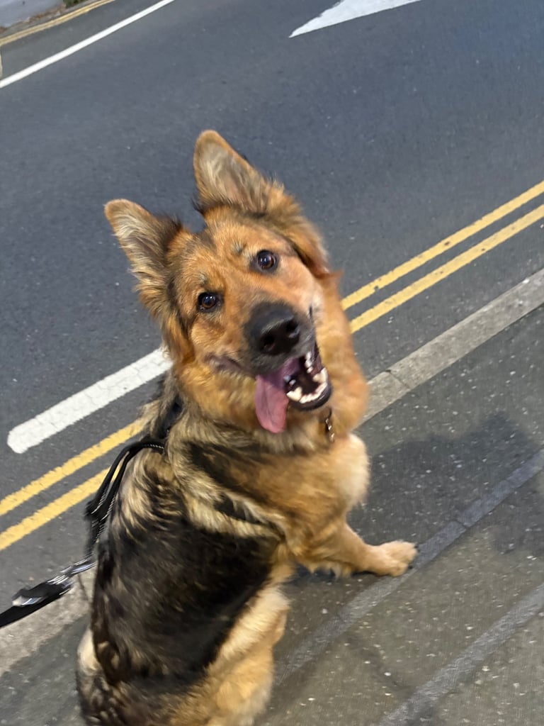 German Shepard puppies for sale 